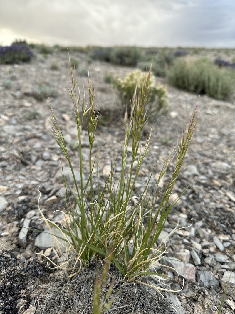 Eriocoma parishii subsp. depauperata