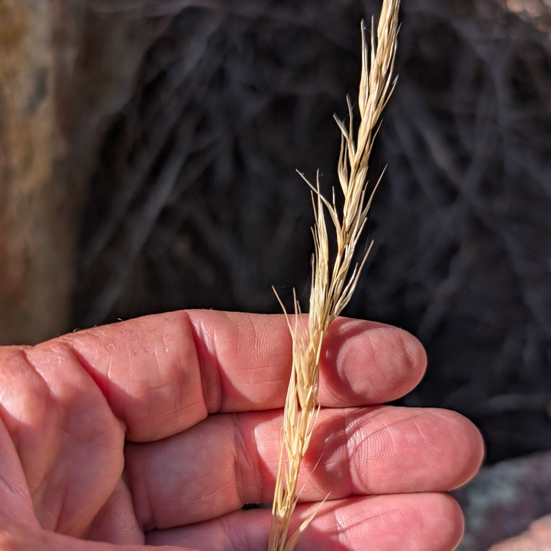 Eriocoma parishii subsp. parishii