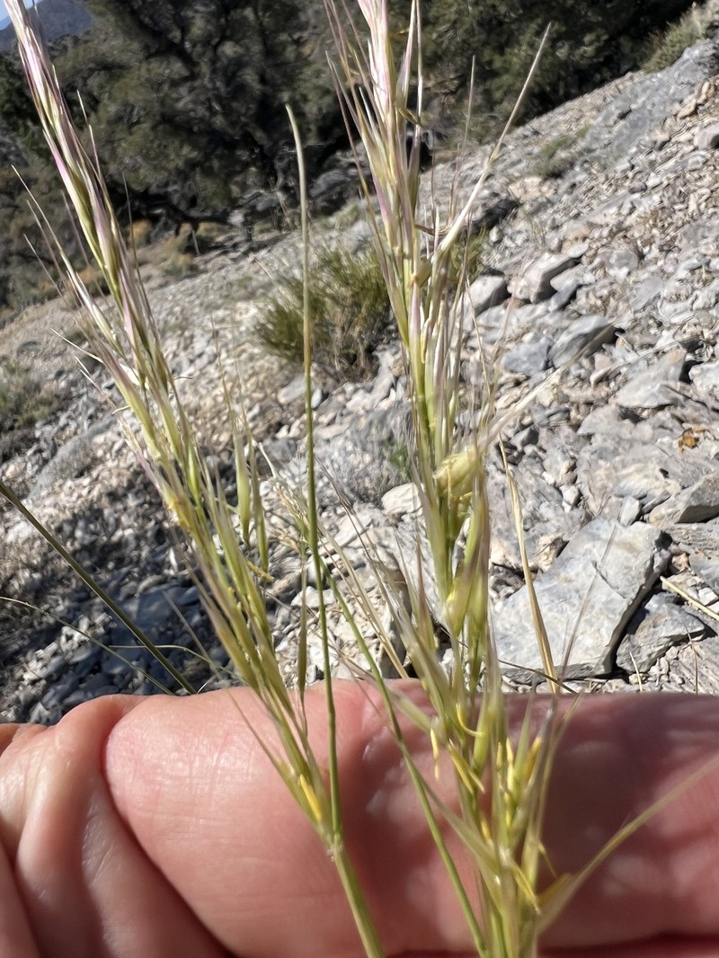 Eriocoma parishii subsp. parishii photo 2
