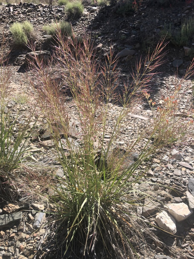 Eriocoma parishii subsp. parishii photo 3