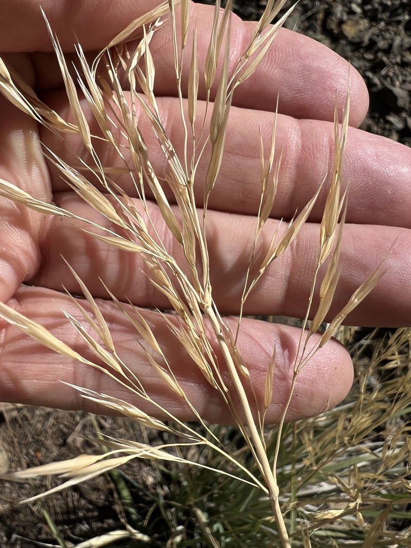 Eriocoma parishii subsp. parishii photo 4