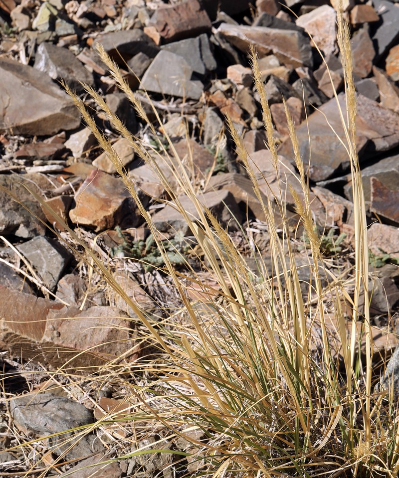 Eriocoma parishii subsp. parishii photo 5