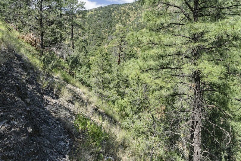 New Mexico Needlegrass