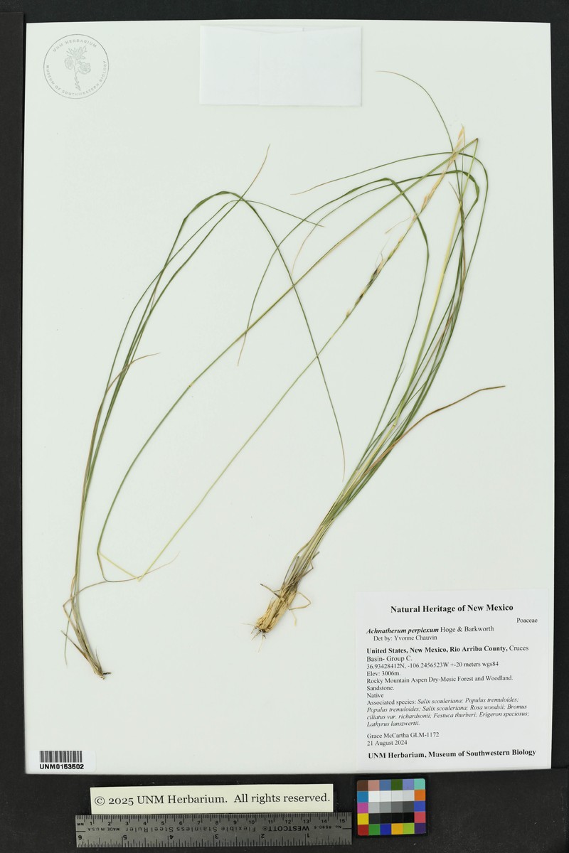 New Mexico Needlegrass