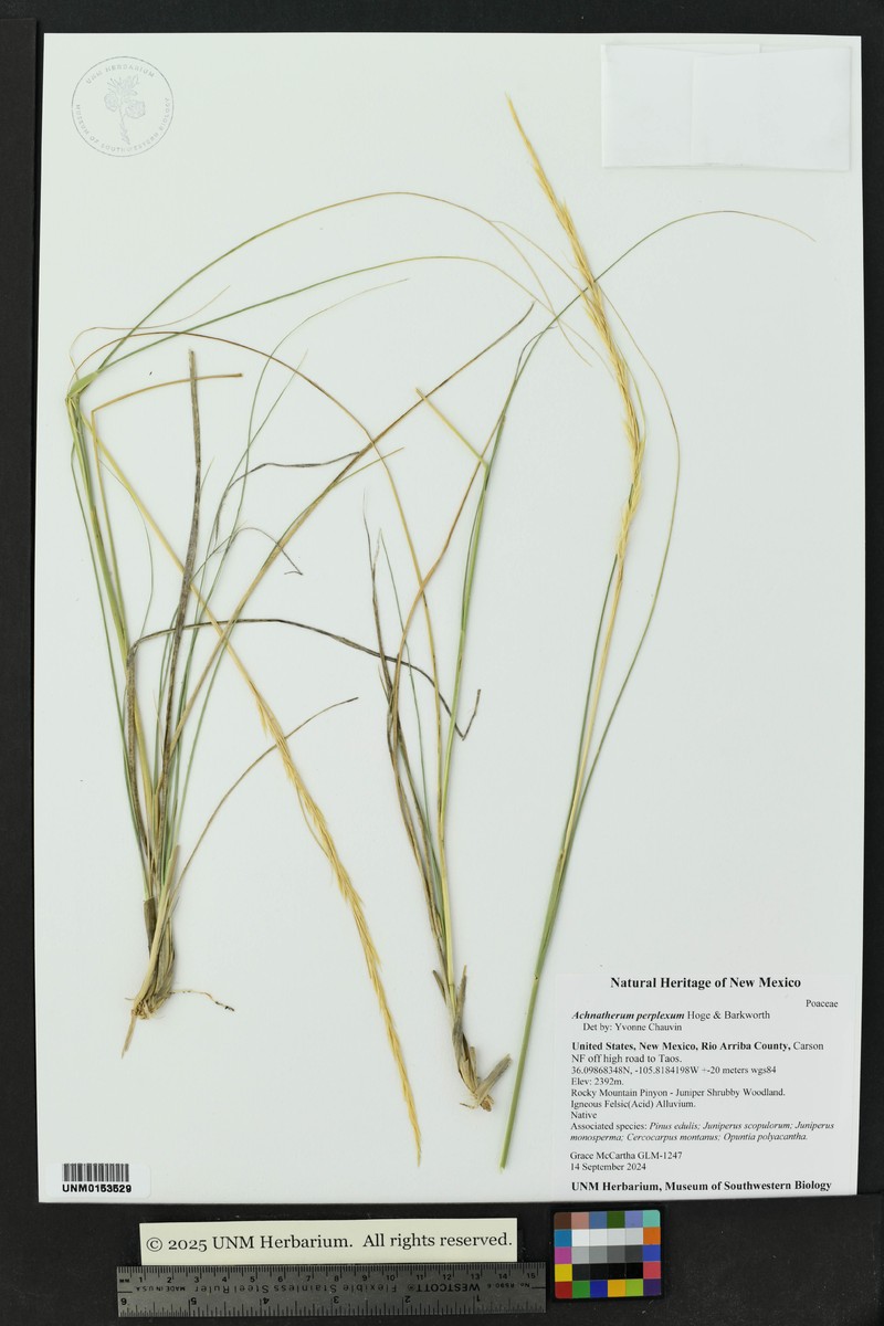 New Mexico Needlegrass photo 2
