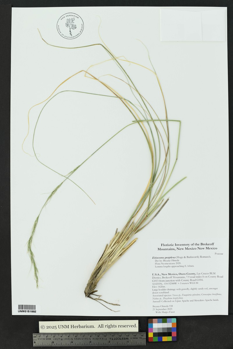 New Mexico Needlegrass photo 3