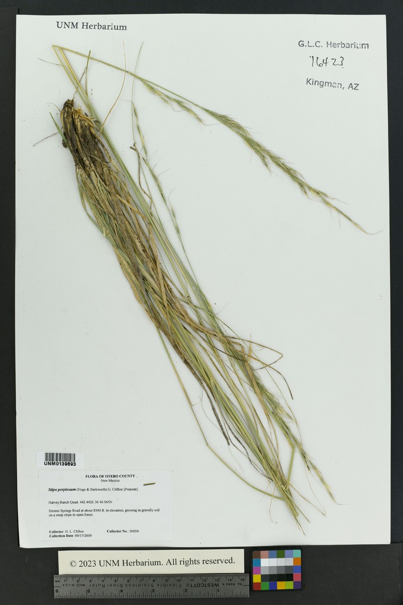 New Mexico Needlegrass photo 4