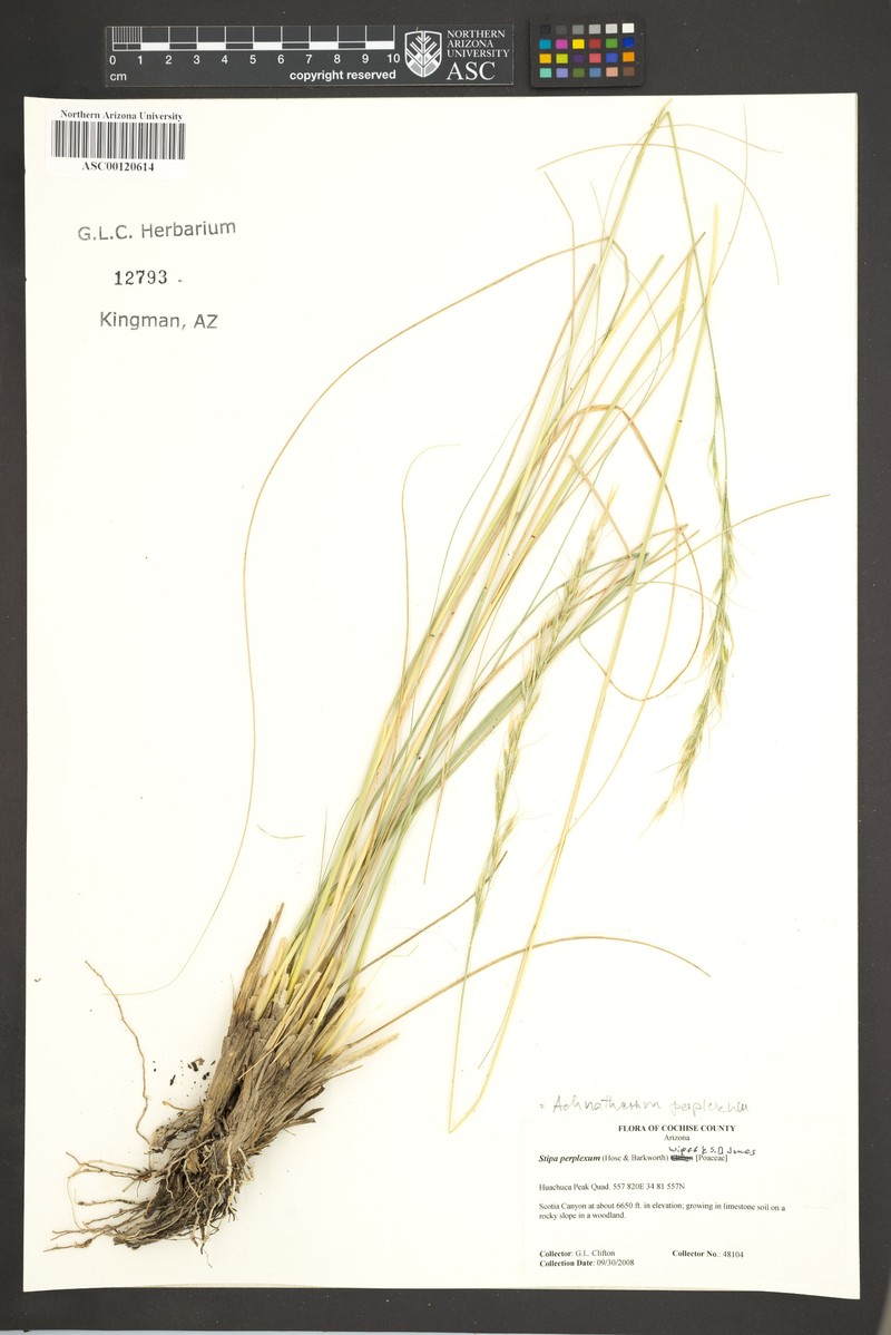 New Mexico Needlegrass photo 5