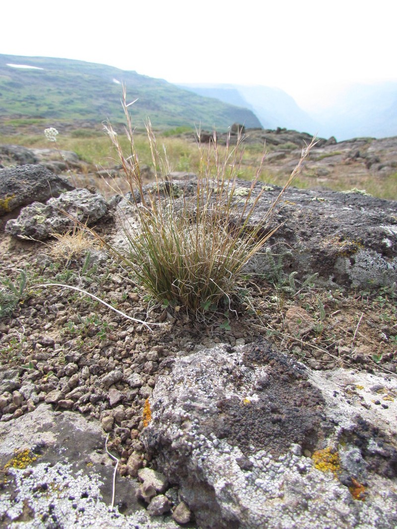 Pine Needlegrass