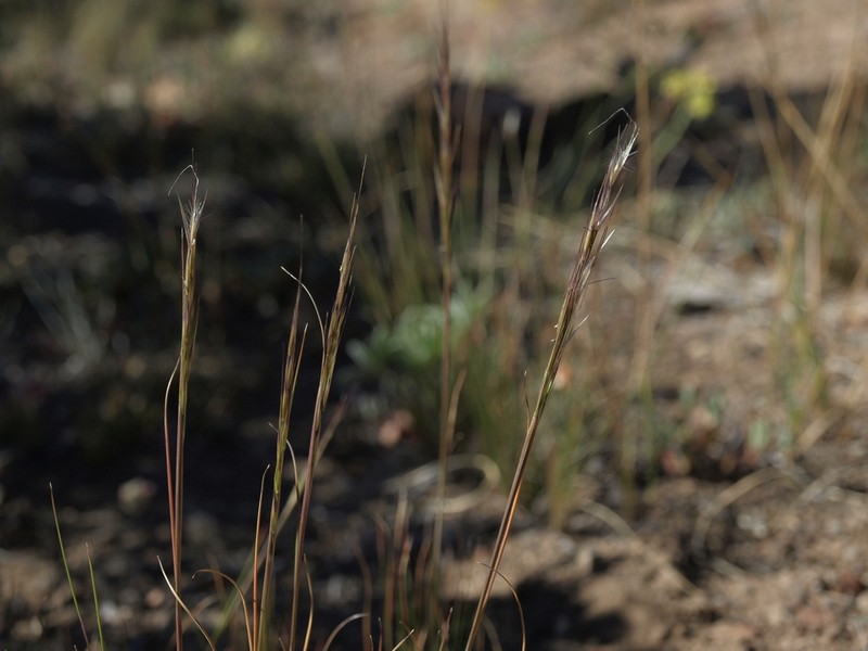 Pine Needlegrass photo 2