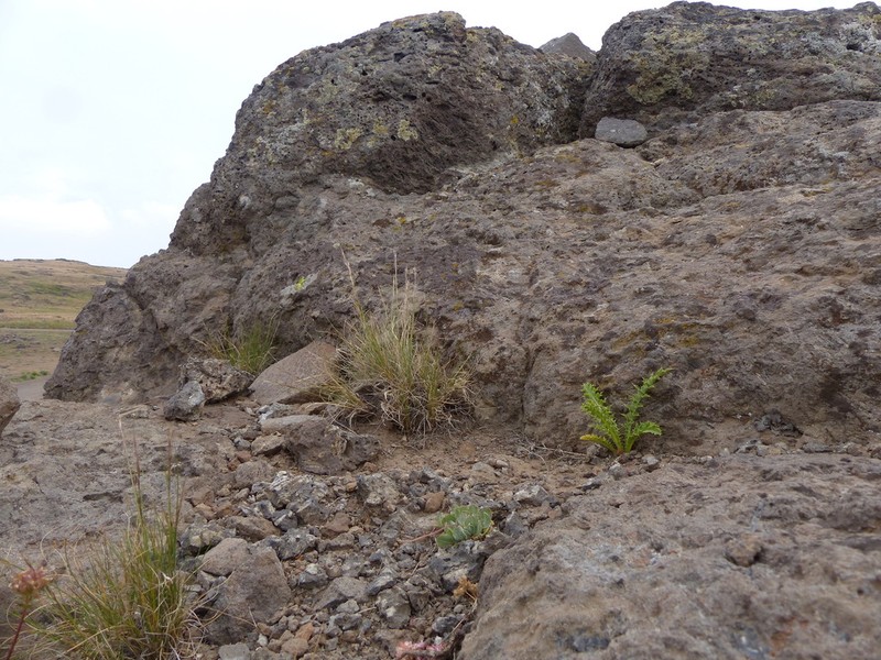 Pine Needlegrass photo 3