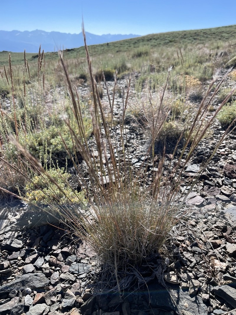 Pine Needlegrass photo 4
