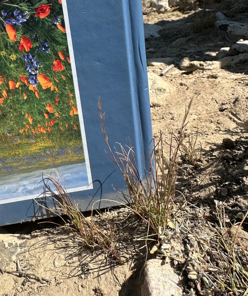 Pine Needlegrass photo 5