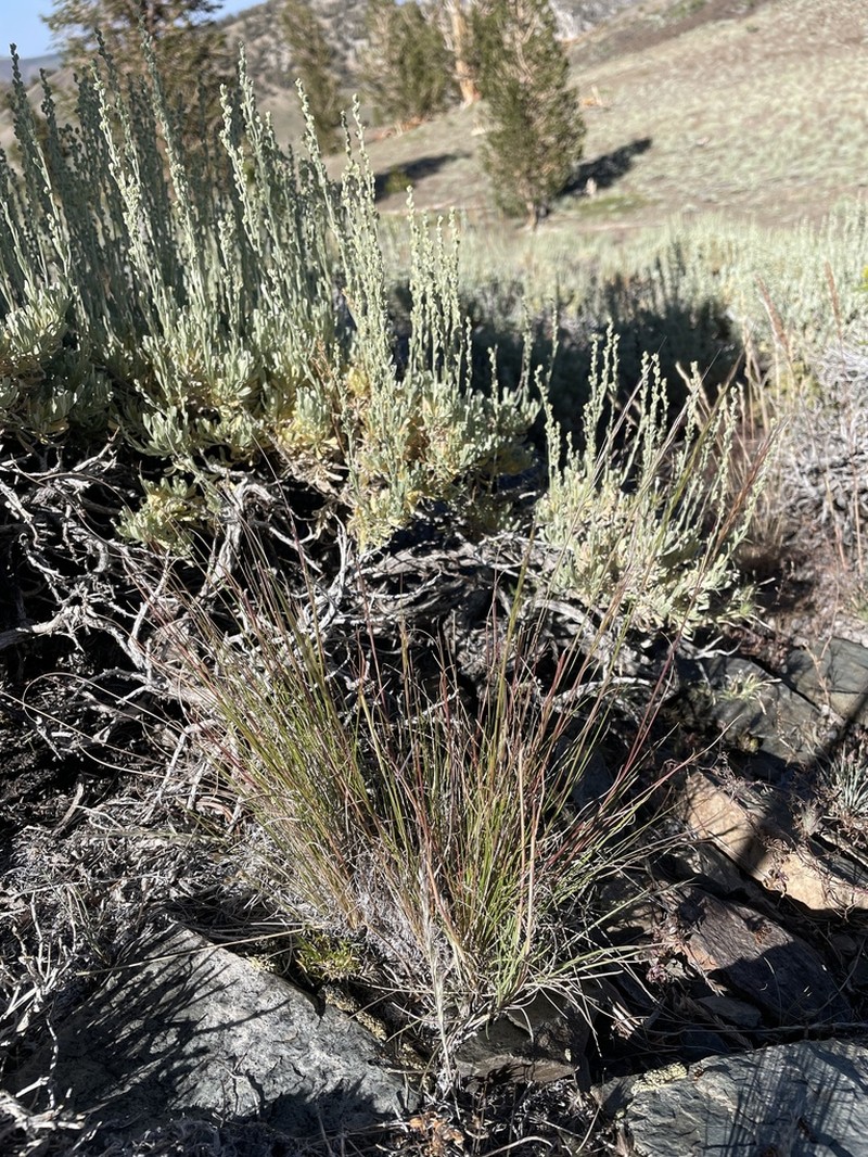 Pine Needlegrass photo 6