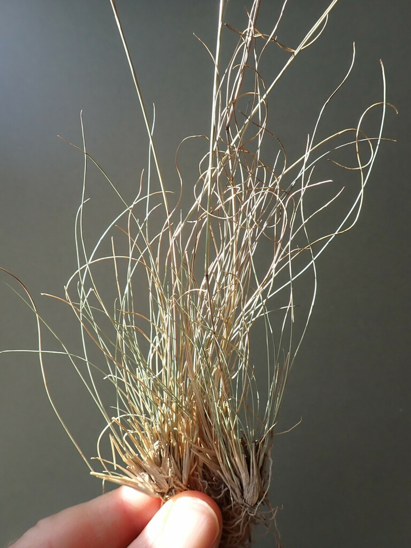 Pine Needlegrass photo 7