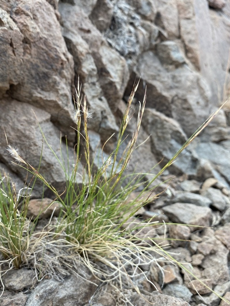 Pine Needlegrass photo 8