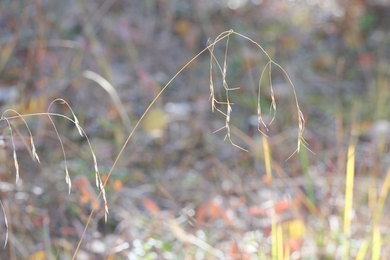 Richardson's Needlegrass