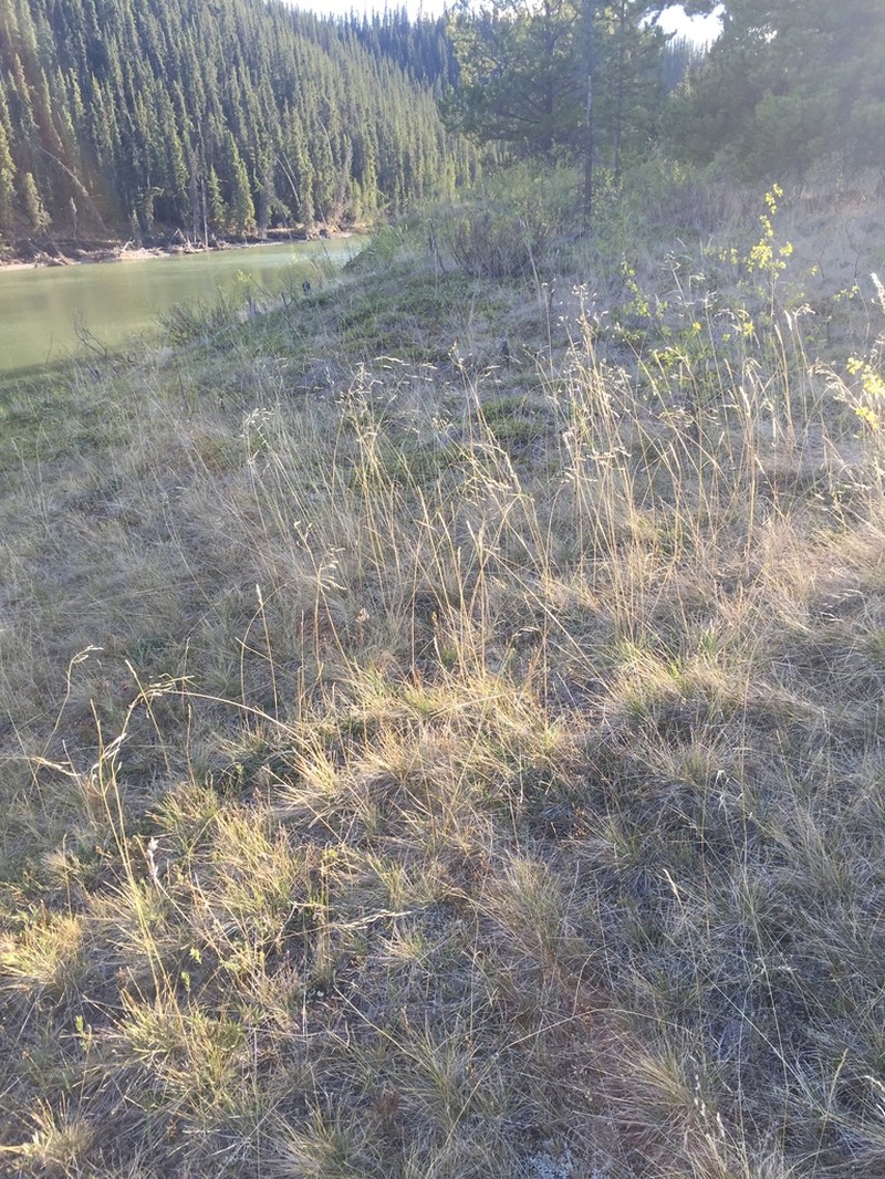 Richardson's Needlegrass photo 2