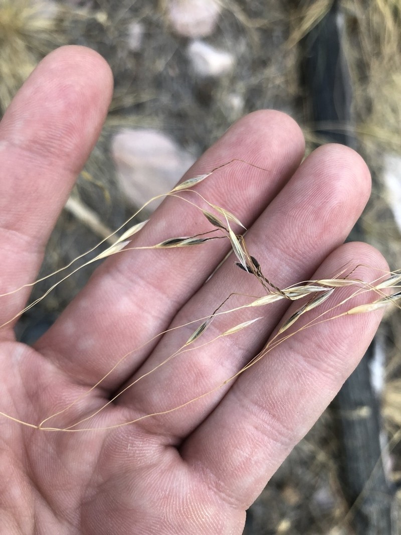 Richardson's Needlegrass photo 3