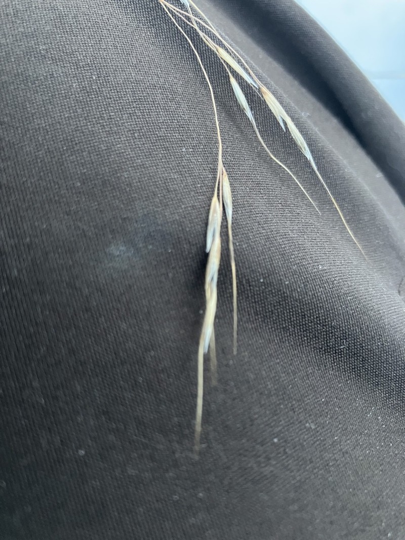 Richardson's Needlegrass photo 4