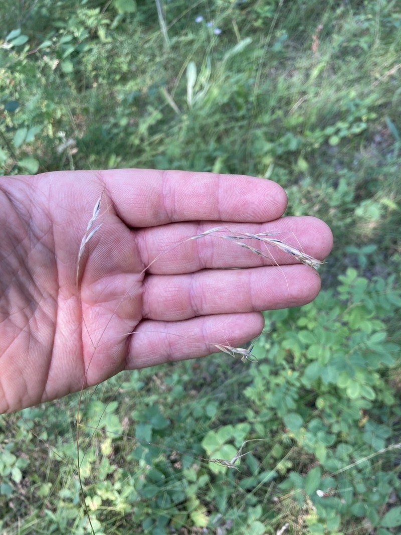 Richardson's Needlegrass photo 5