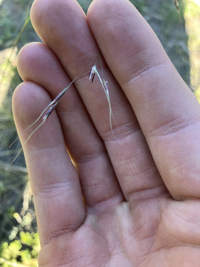 Richardson's Needlegrass photo 6