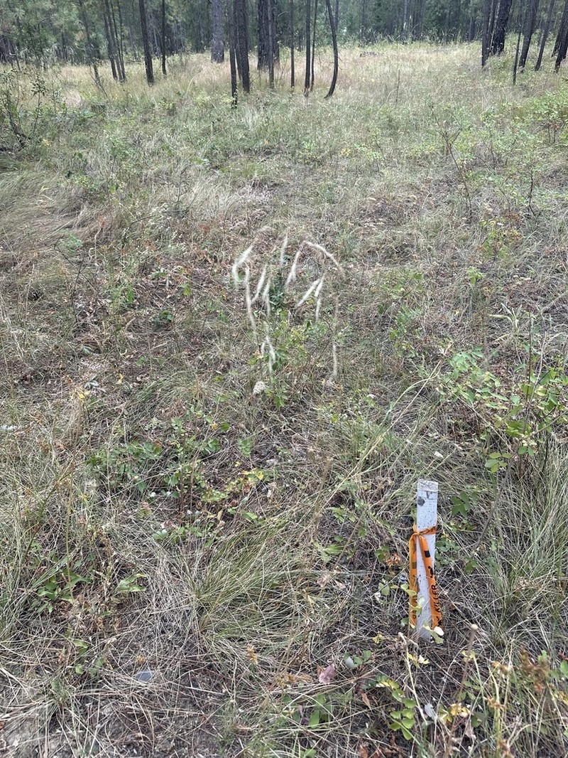 Richardson's Needlegrass photo 7