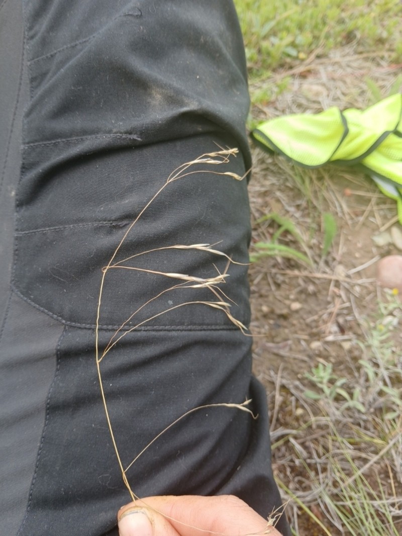 Richardson's Needlegrass photo 8
