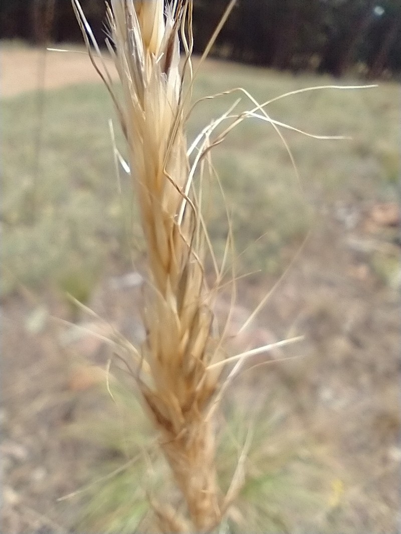 Sleepygrass