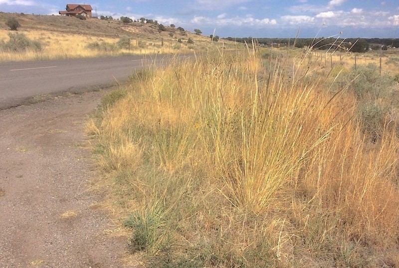 Sleepygrass photo 2