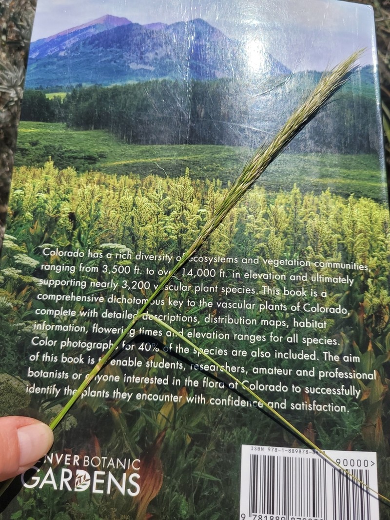 Sleepygrass photo 3