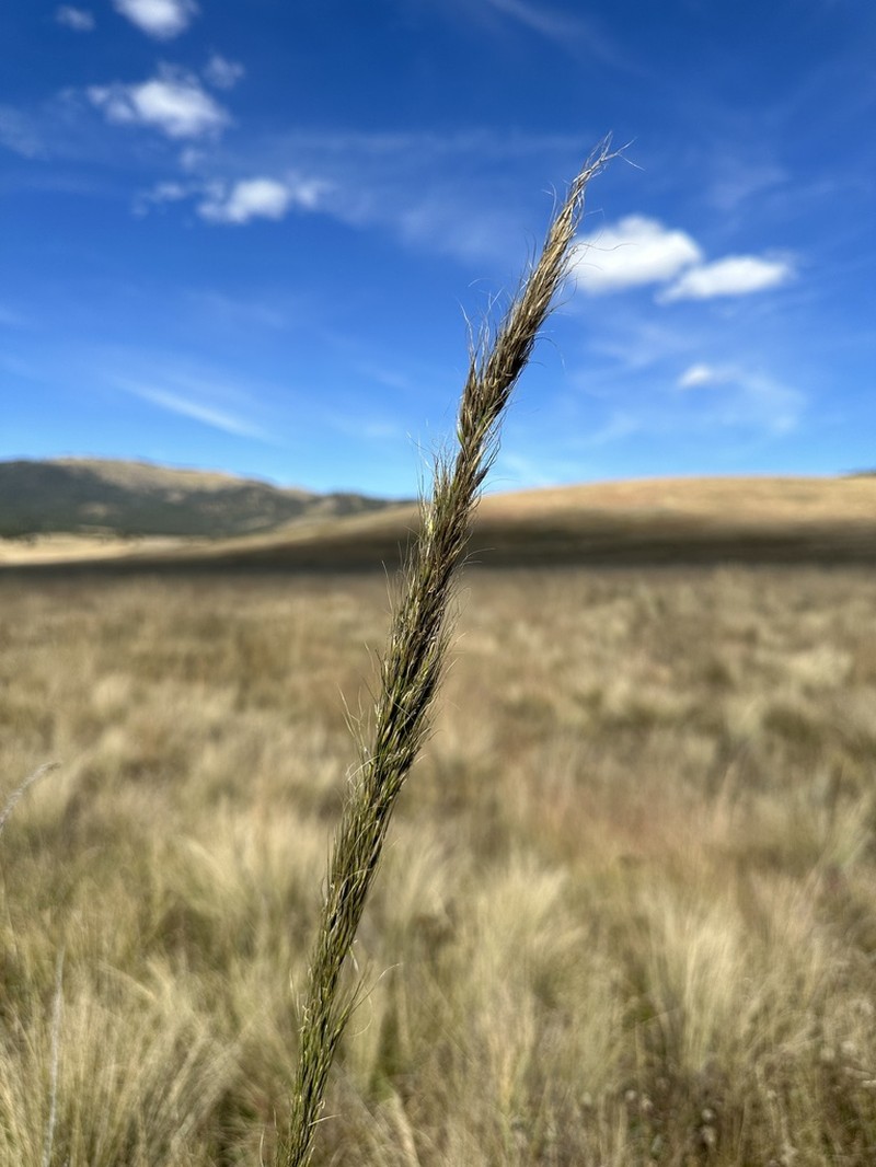 Sleepygrass photo 4