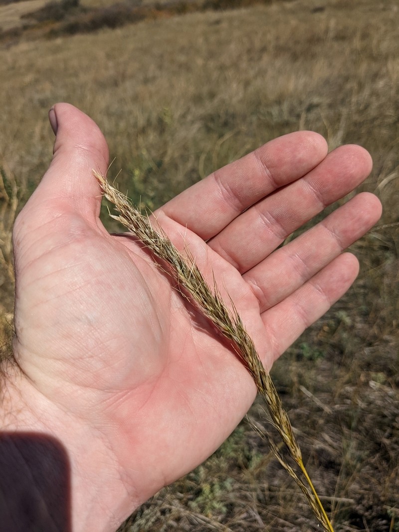 Sleepygrass photo 5