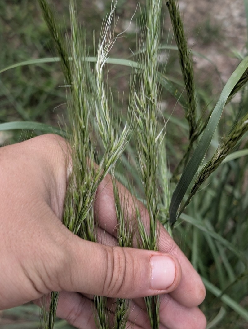 Sleepygrass photo 6