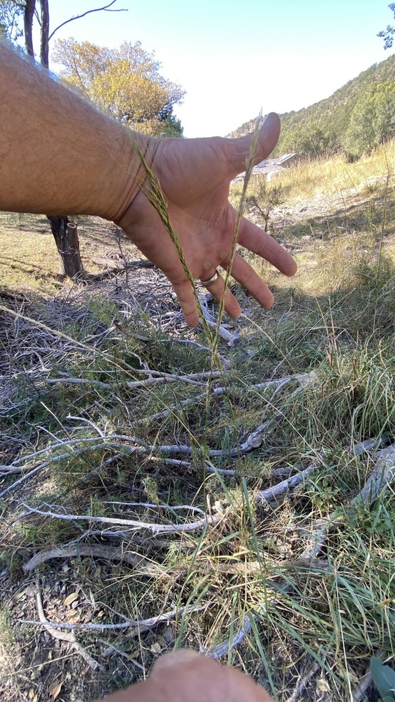 Sleepygrass photo 7