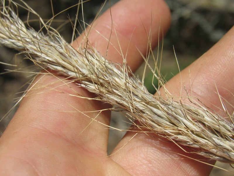 Sleepygrass photo 8