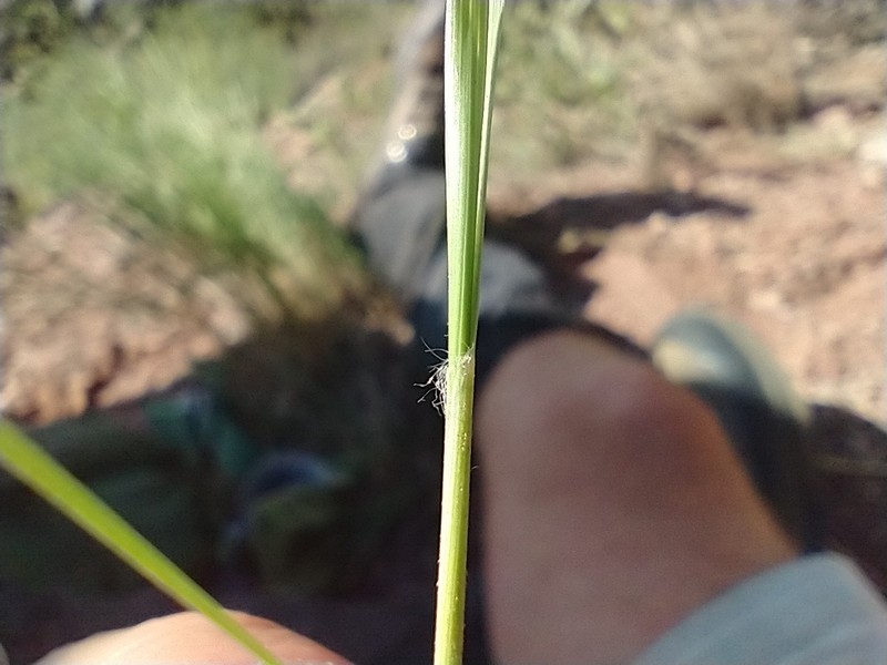 Scribner Needlegrass