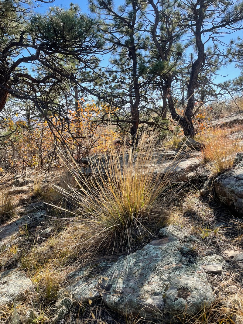 Scribner Needlegrass photo 2