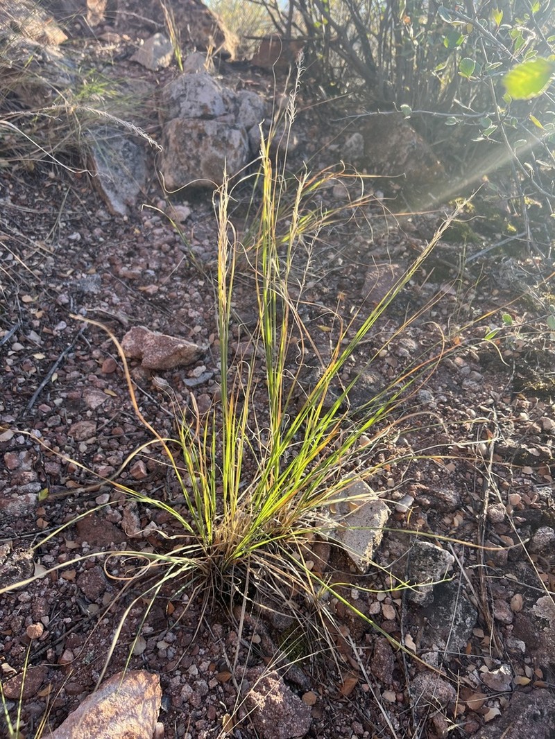 Scribner Needlegrass photo 3