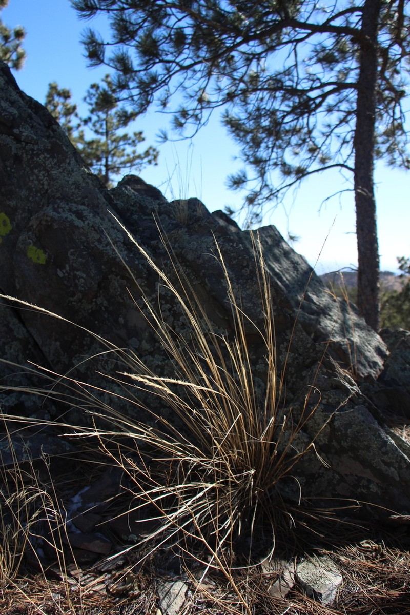 Scribner Needlegrass photo 4