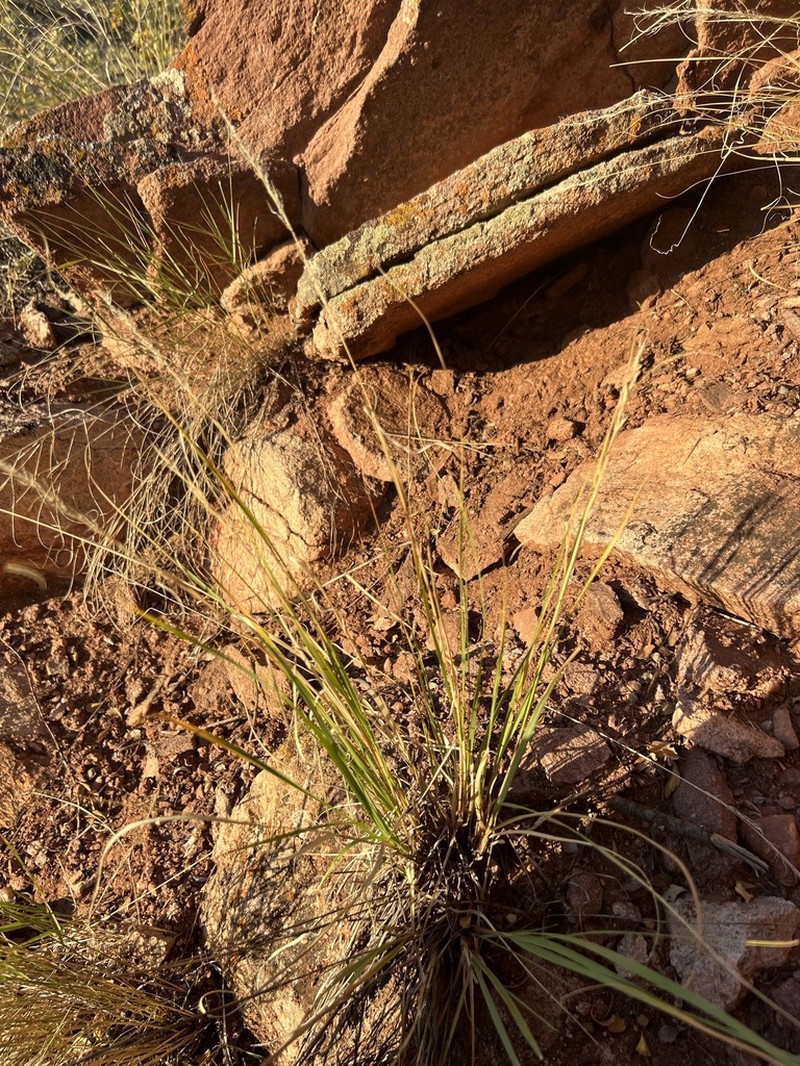 Scribner Needlegrass photo 5
