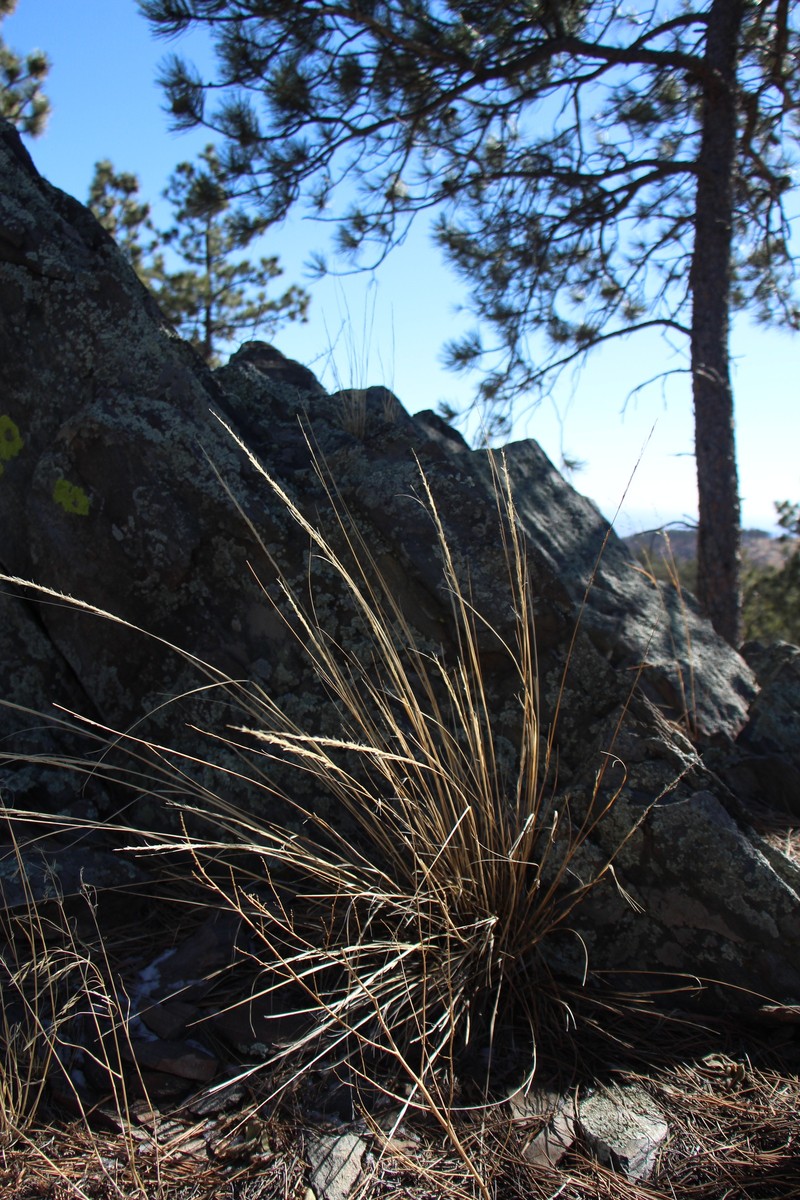 Scribner Needlegrass photo 6