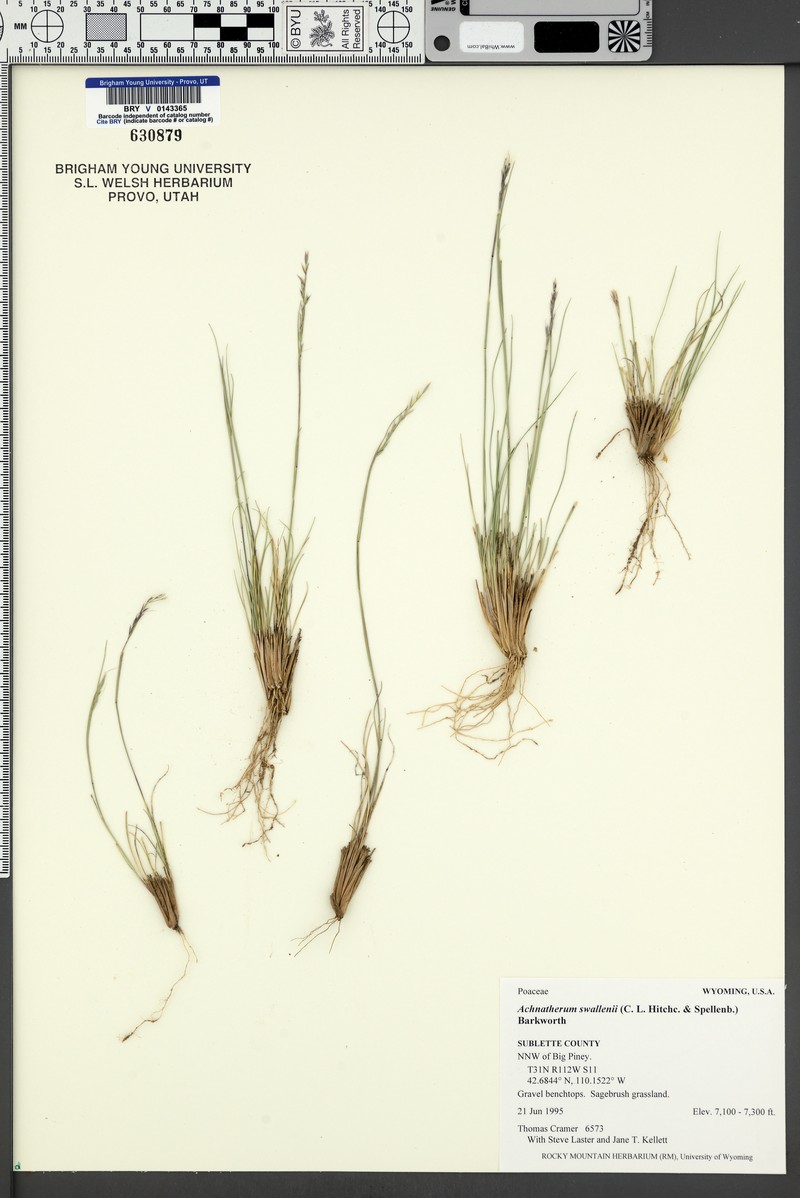 Swallen's Needlegrass