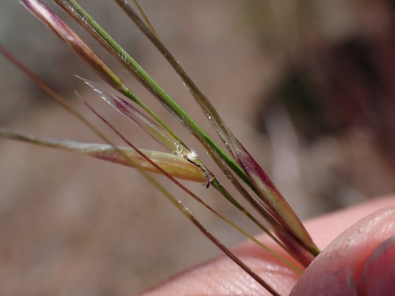 Thurber's Needlegrass