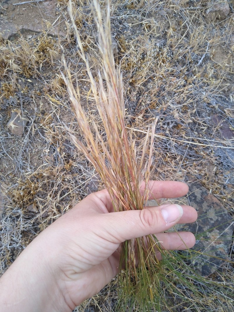 Thurber's Needlegrass photo 2