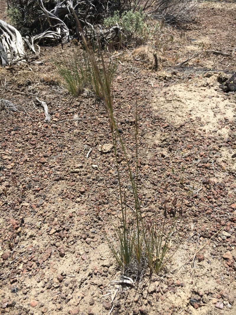 Thurber's Needlegrass photo 3