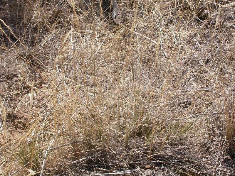 Thurber's Needlegrass photo 5