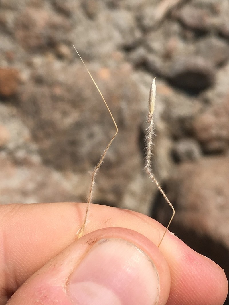 Thurber's Needlegrass photo 6