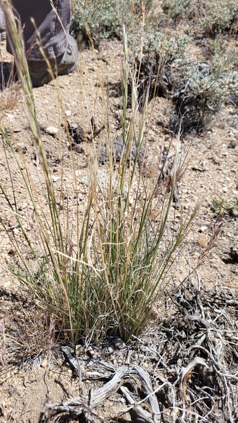 Thurber's Needlegrass photo 7