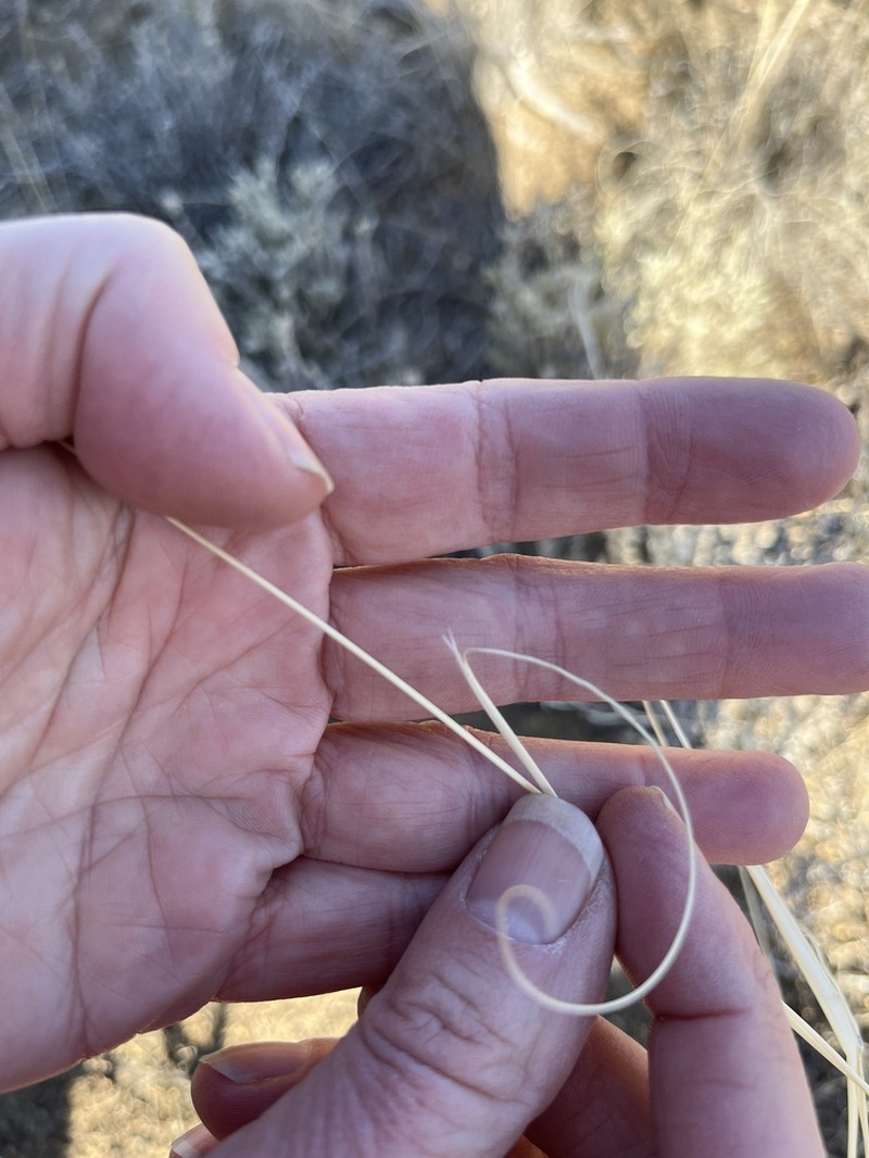 Thurber's Needlegrass photo 8